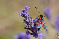 Zygaena filipendulae