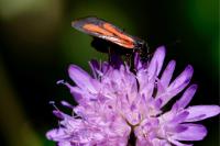 Zygaena osterodensis