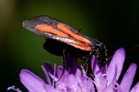 Zygaena osterodensis