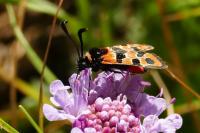 Zygaena fausta