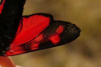Zygaena filipendulae