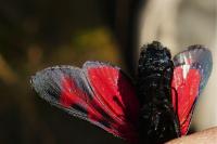 Zygaena filipendulae