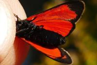 Zygaena transalpina