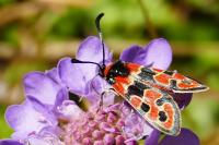 Zygaena fausta