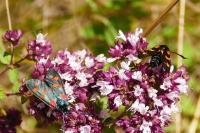 Zygaena filipendulae