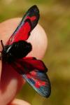 Zygaena filipendulae