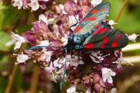 Zygaena filipendulae