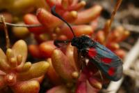 Zygaena sarpedon