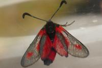 Zygaena sarpedon