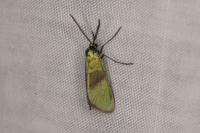 Jordanita hispanica