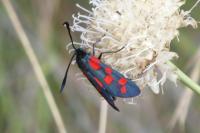 Zygaena transalpina