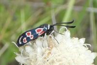 Zygaena occitanica