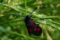Zygaena lonicerae
