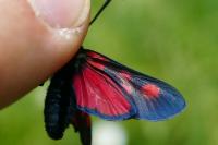 Zygaena lonicerae