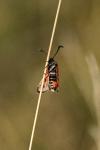 Zygaena fausta