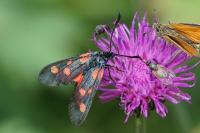 Zygaena filipendulae