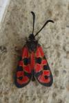 Zygaena hilaris galliae