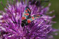 Zygaena carniolica