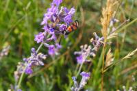 Zygaena carniolica