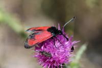 Zygaena erythrus actae