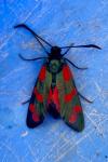 Zygaena filipendulae