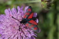 Zygaena loti