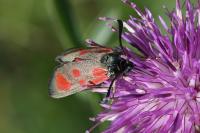 Zygaena loti