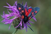 Zygaena lonicerae