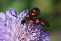 Zygaena lonicerae