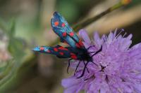 Zygaena transalpina