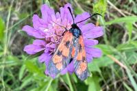 Zygaena filipendulae/transalpina