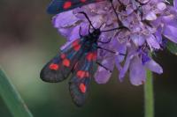 Zygaena lonicerae