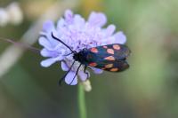 Zygaena trifolii