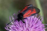 Zygaena minos/purpuralis