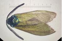 Adscita geryon