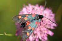 Zygaena lonicerae