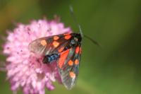 Zygaena lonicerae