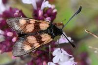 Zygaena carniolica