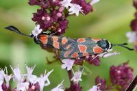 Zygaena carniolica