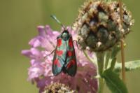 Zygaena filipendulae