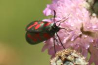 Zygaena filipendulae