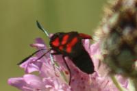 Zygaena filipendulae