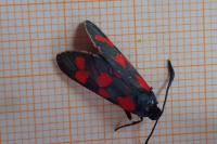 Zygaena filipendulae