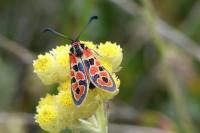 Zygaena fausta
