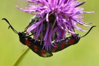 Zygaena transalpina