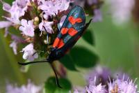 Zygaena transalpina