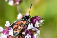 Zygaena transalpina