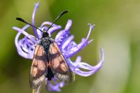 Zygaena carniolica