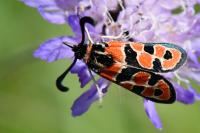 Zygaena fausta