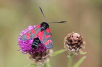 Zygaena filipendulae